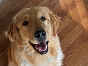 Golden Retriever – Oakley - Golden Retriever – West Mifflin