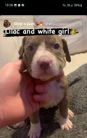 American Bulldog – xl bully pups