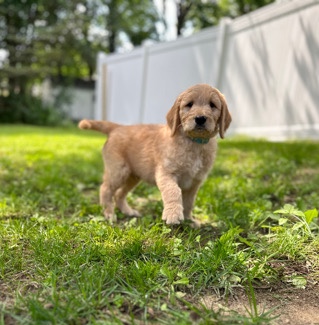 Golden Retriever – Gunner/Blue Collar
