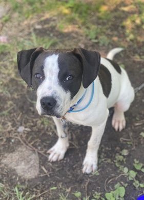 American Bulldog – active bully for sell