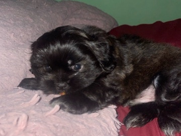 Shih Tzu – 7 week old Shih Tzu Puppy – Mobile