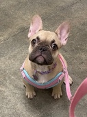French Bulldog – French Bulldog Puppy