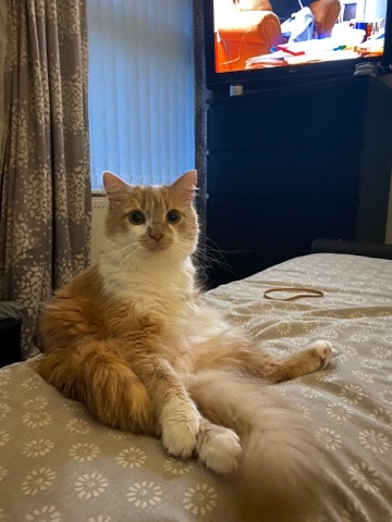 selling sue to moving abroad 