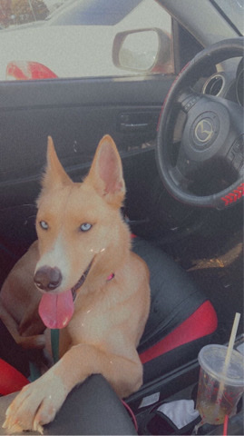 German Shepherd – Selling German Shepard Husky mix