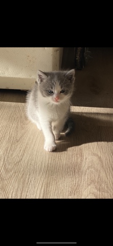 Scottish Fold – Scottish Kitten