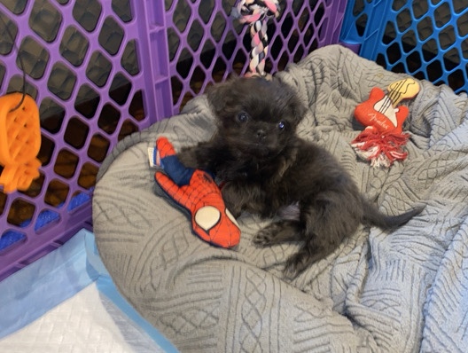 Adorable Shih Tzu Pups