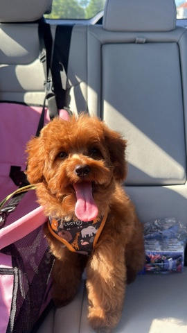 Cavapoo – cavapoo male