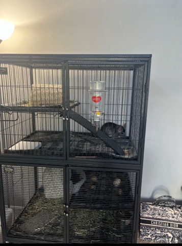 chinchilla – chinchillas and cage