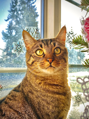 Russian White, Black and Tabby – 4 yr Old Black Tabby