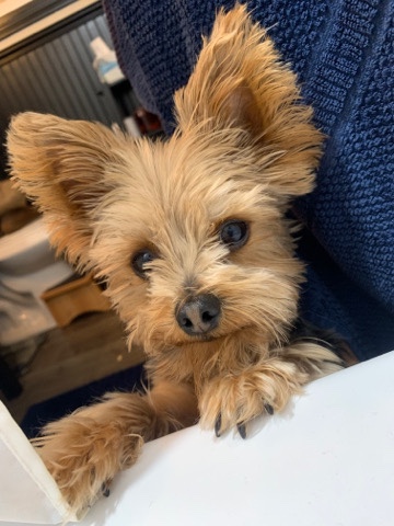 Yorkshire Terrier – Teacup Yorkie