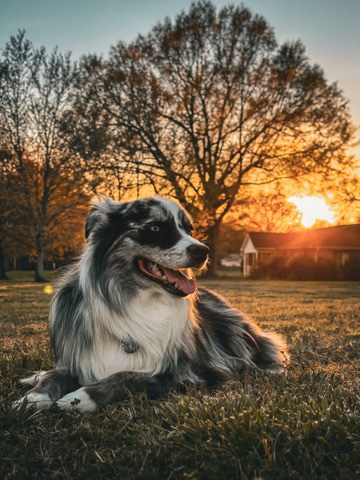 Australian Shepherd – pure bred Aussie blue Merle