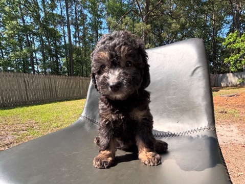 Poodle – Toy Poodle – Fort Washington