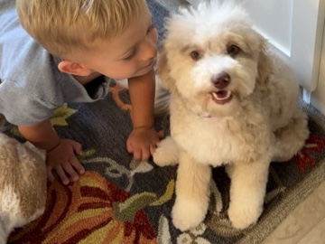 Doodle – Sweet 8 mo. Mini Bernadoodle – Waxahachie
