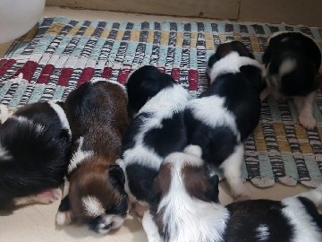 Shih Tzu – Pure Breed Shih Tzu Puppies for Sale | Healthy & Playful available for sale 🐶Very active, playful and friendly nature. Perfect for families and pet lovers. – Hyderabad