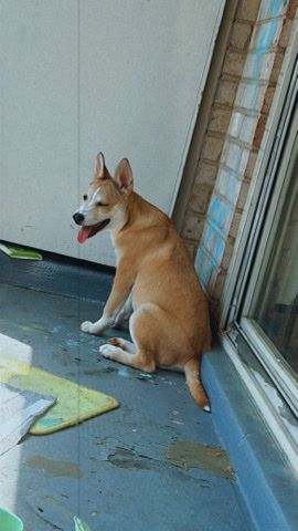 Siberian Husky – Friendly Pitsky
