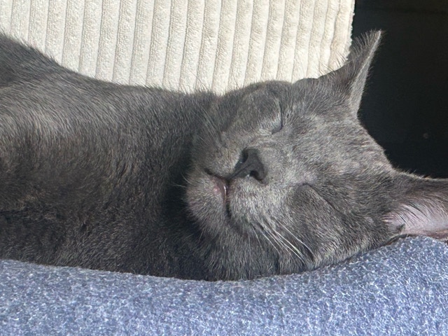 Korat – Sweet 3-Year-Old Korat Cat Available for Adoption in Apopka – Apopka