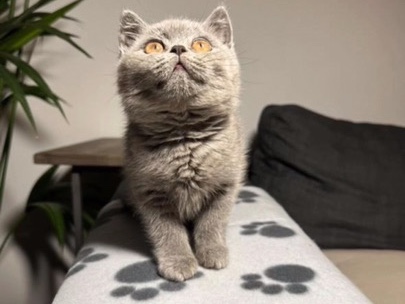 British Shorthair – British Shorthair – New York