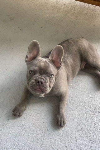 French Bulldog – French bulldog puppy