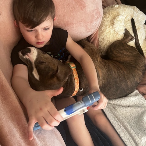 American Pit Bull Terrier – family dog in search of good home