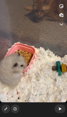 Selling Sweet Hamster
