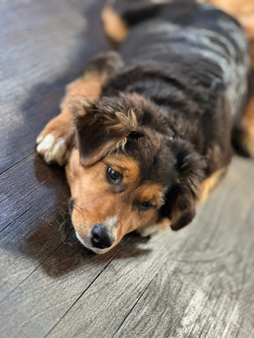 Australian Shepherd – Australian Shepherd