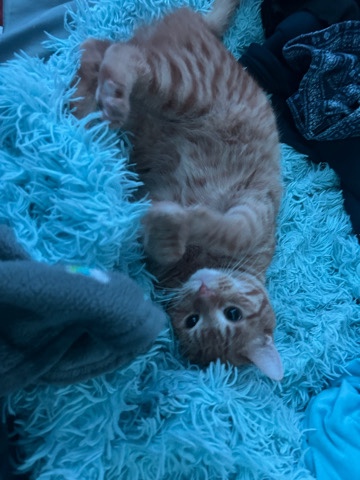 Cisco