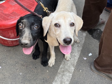 Labrador Retriever – urgent sale – St.Thomas Mount