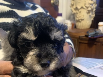 Poodle – mini poodle puppies – Marysville