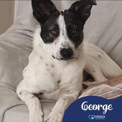 George