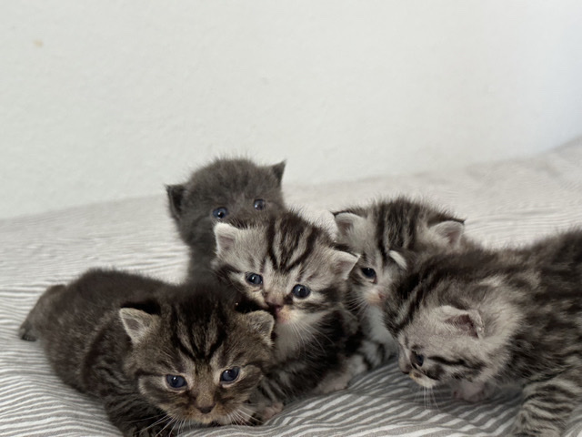 Maine Coon – Wunderschöne Maincoon/BKH mischlinge – Dortmund