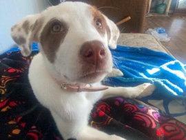 Labrador Retriever – lab/pit for sale – Tucson