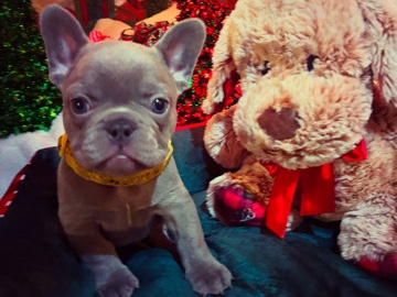 French Bulldogs 