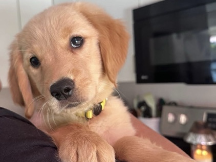 Golden Retriever – Daisy – Blackstone
