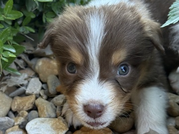 Australian Shepherd – Australian Shepherd – Walnut Springs