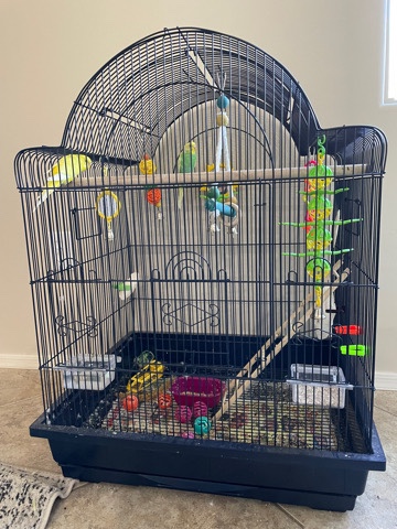 Indian Ringneck Parakeet – 2 Male Parakeets