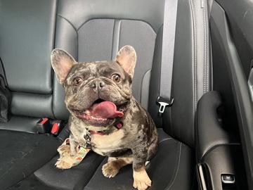 French Bulldog – 4-Year-Old Male Frenchie Looking for Loving Home ❤️ – San Diego