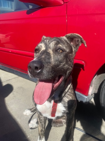 American Pit Bull Terrier – pit bull mix with husky