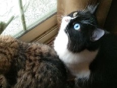 Adult cat for adoption – Abu Dhabi
