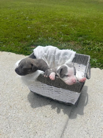 Buy American Bulldog my babies babies need a home for sale in your area