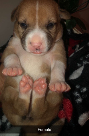 German Shepherd – German Shepherd Husky Mix Pupps