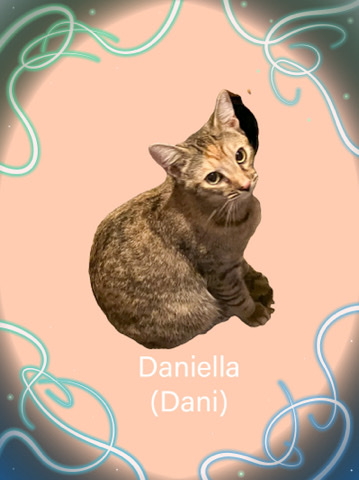 Bengal – Loving female cat I need of forever home
