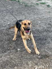 German Shepherd – Free German shepherd/lab mix