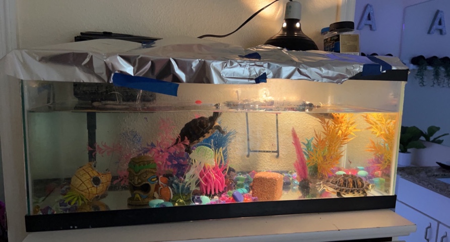 2 turtles or whole turtle tank setup FLORIDA