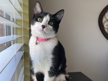 Russian White, Black and Tabby – Rehoming – Dallas