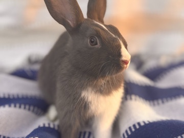 🐰 Beautiful Brown & White Bunny – $30 🐰