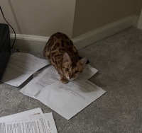 Bengal – Bengal kitten