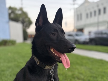 Belgian Shepherd Dog (Malinois) – Belgian Melinois – Batı Hollywood