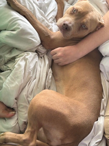 xl bully