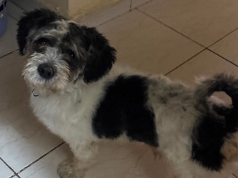 Havanese – Havanese dog pet – Ajman