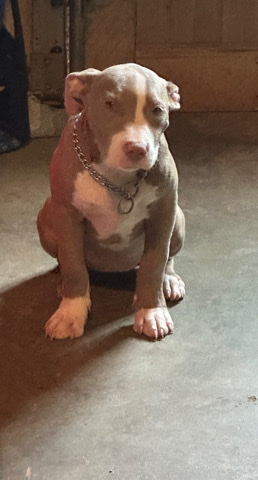 American Pit Bull Terrier – red nose pit